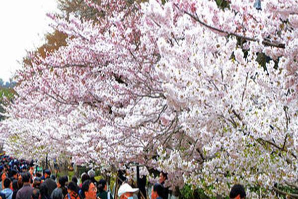 2022青岛中山公园樱花观赏攻略 附观赏时间、地点及门票介绍