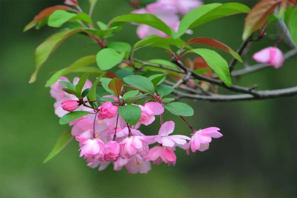 昆明垂丝海棠花观赏地推荐 3月昆明赏花能看哪些花