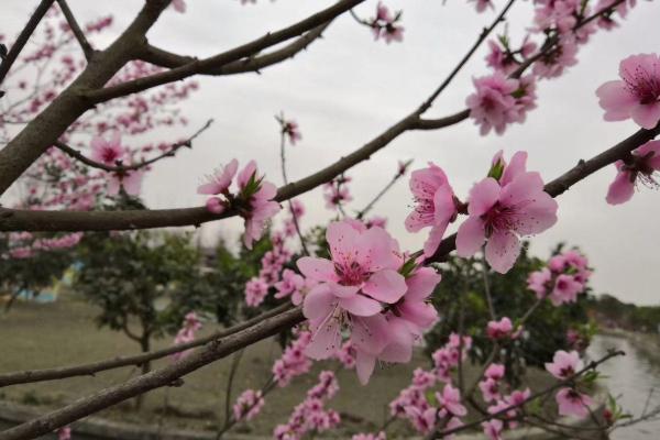 2021成都龙门桃花沟在哪里 龙门桃花沟桃花开了吗