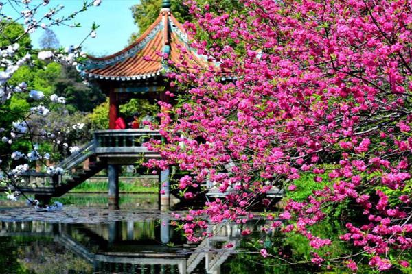 2021武汉植物园新春百花节开幕时间及观赏指南