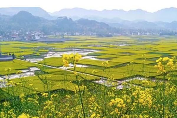 汉中油菜花节是几月份2021年 汉中油菜花节在哪个县