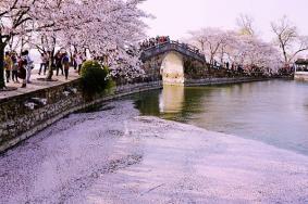 2021无锡鼋头渚樱花节开幕式时间-樱花节详情