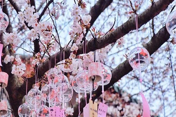 2021无锡鼋头渚樱花节开幕式时间-樱花节详情