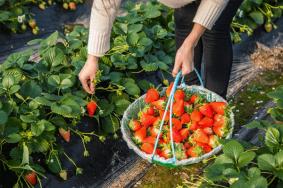 北京草莓采摘园一览表 2023北京采摘草莓好