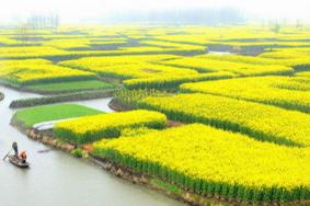 2021中国兴化千垛菜花旅游节 兴化油菜花观赏指南