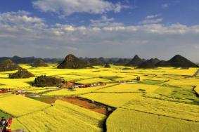 2022长沙油菜花观赏有哪些地方 长沙油菜花景点推荐