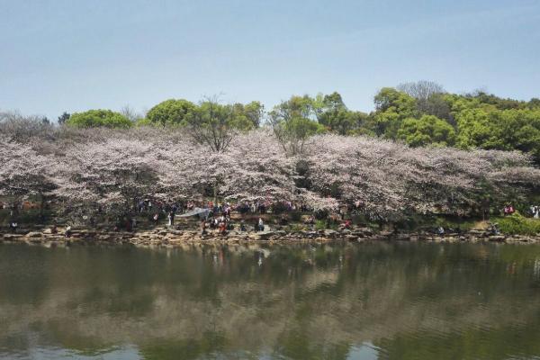 2021湖南省森林植物园樱花开了吗 湖南省森林植物园有什么花