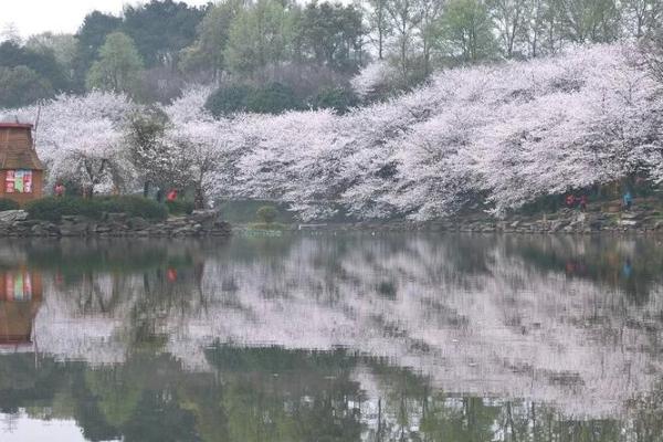 2021湖南省森林植物園櫻花開了嗎 湖南省森林植物園有什么花