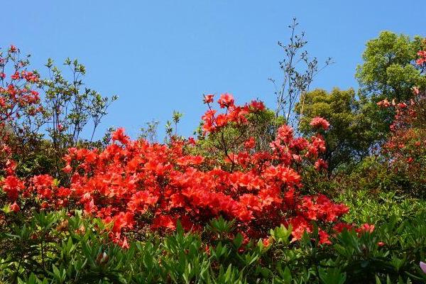 長沙賞花好去處 長沙花展觀賞時間及地址