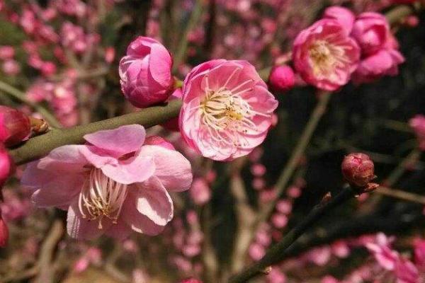 長(zhǎng)沙賞花好去處 長(zhǎng)沙花展觀賞時(shí)間及地址