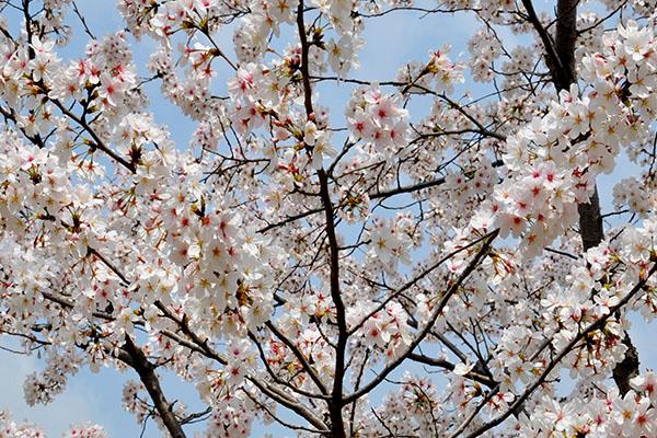 2021上海顾村公园樱花节活动有哪些-六大主题活动