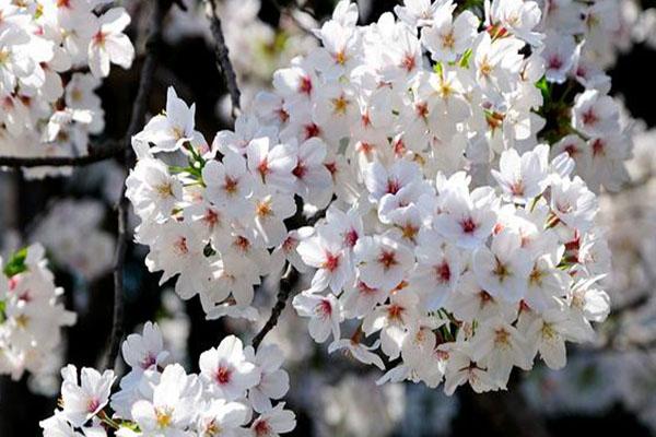 2021上海顾村公园樱花节活动有哪些-六大主题活动