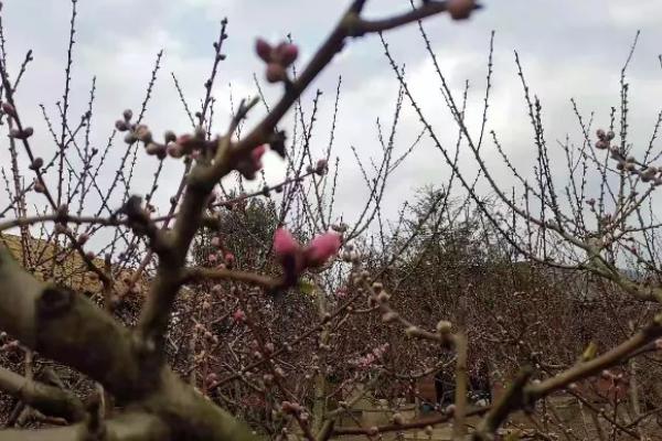 2021永乐赏桃花的地方有哪些 永乐赏桃花攻略