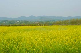 2022重庆广阳岛油菜花几月开 广阳岛油菜花观赏攻略