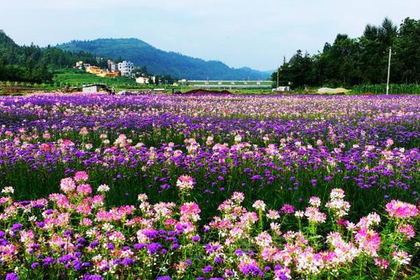 2021贵州春天旅游去哪好 春天赏花好去处