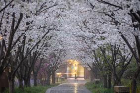 2022苏州赏樱花的景点推荐 苏州赏樱花哪里最好的地方