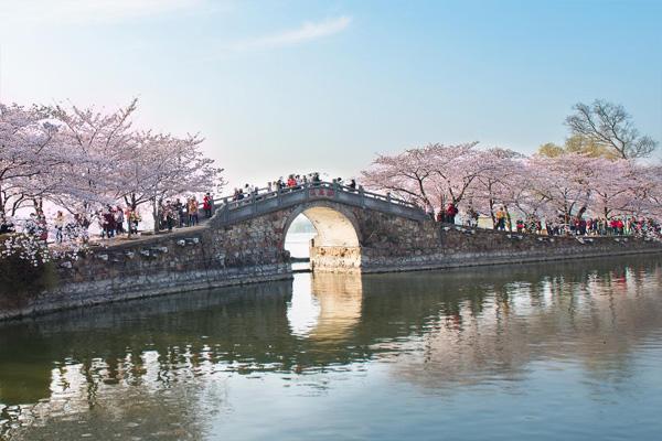 2021无锡鼋头渚樱花节什么时候开始 活动有哪些