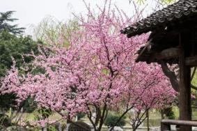 2021南京赏花攻略 南京赏花地门票-地址-详情