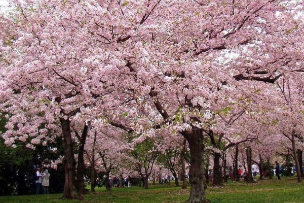 上海看樱花的地方有哪些 上海赏樱地推荐2022