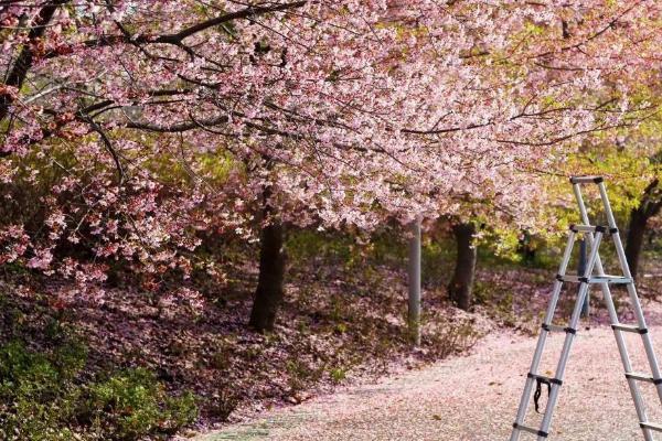 2022上海顧村公園的櫻花最佳賞花期是什么時候