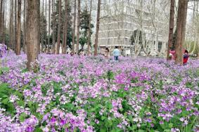 2021南京理工大学医务工作者赏花日预约时间-注意事项