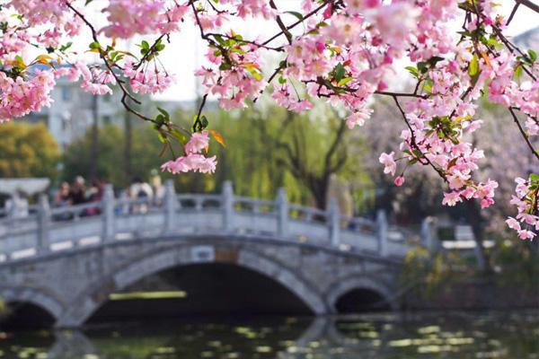 2021南京海棠花什么时候开 南京看海棠花的地方