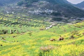 2022绍兴油菜花梯田在哪里 绍兴油菜花去哪里看