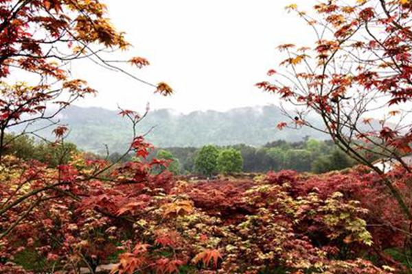 2021重庆南湖多彩植物园红叶观赏攻略-门票地点及路线