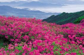 2021南宁大明山杜鹃花什么时候开