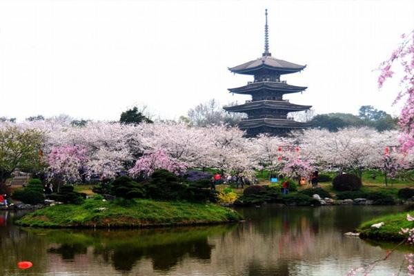 2022武汉东湖樱花园门票多少钱 附购票方式及游玩攻略