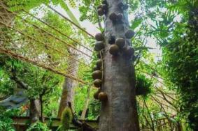 2024正佳雨林生態(tài)植物園門票價(jià)格 正佳雨林生態(tài)植物園怎么樣