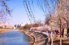 2021天津运河桃花节举办时间-观赏指南