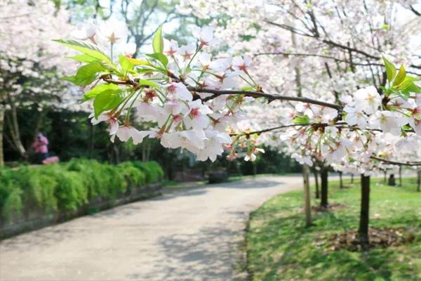 湖南省植物園櫻花什么時候開2022(附停車攻略)