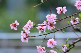 2021天津运河桃花节时间及活动详情 天津赏花的地方有哪些