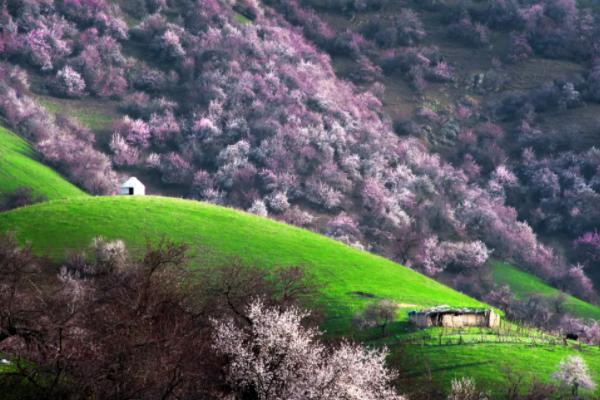 新疆的春天是什么样的 新疆春游好地方