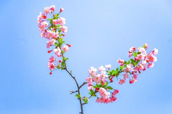 莫愁湖海棠花几月盛开 海棠花现在开了吗