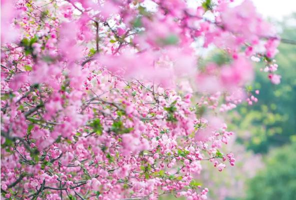 莫愁湖海棠花幾月盛開 海棠花現在開了嗎