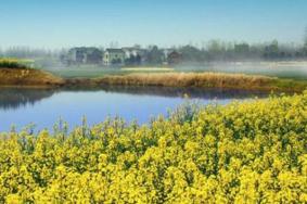 2021南京高淳慢城油菜花节活动有哪些-铛铛车运行时间