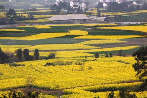 2021南京高淳慢城油菜花節(jié)活動(dòng)有哪些-鐺鐺車(chē)運(yùn)行時(shí)間