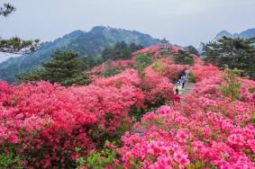 2022麻城杜鹃花什么时候开花