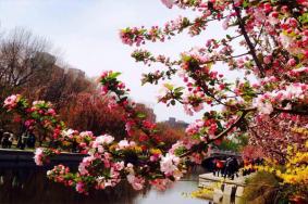 北京海棠花溪每年几月去最好 2022北京看海棠花的地方有哪些