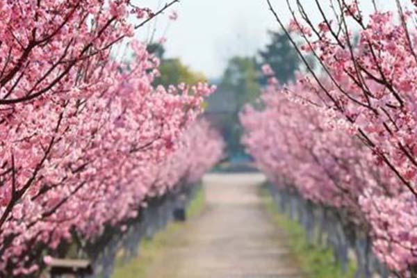 2021宜昌同心花海樱花文化节活动指南-时间地点及门票