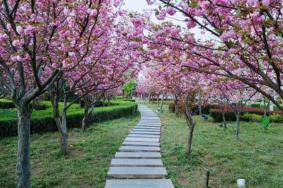 鹤壁樱花节是什么时候2021 鹤壁樱花节时间-地点-详情