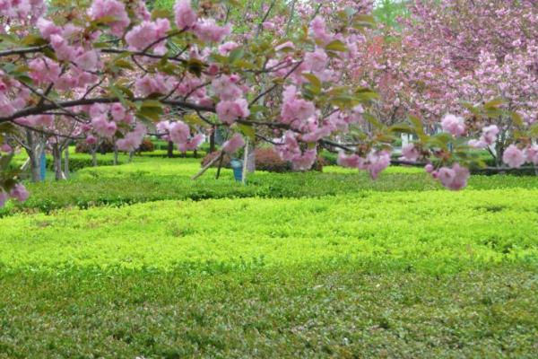 鹤壁樱花节是什么时候2021 鹤壁樱花节时间-地点-详情