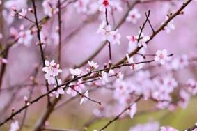 自贡赏桃花的地方有哪些 2021自贡尖山桃花节活动攻略