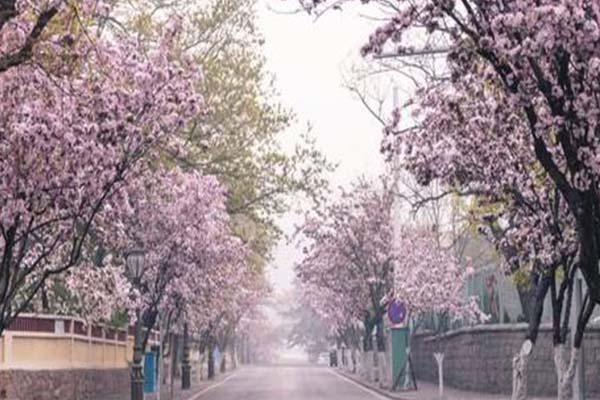 青岛八大关樱花什么时候开2022 八大关樱花在什么路上