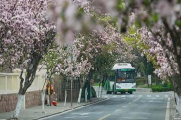 海大樱花什么时候开2022 海大樱花在哪个校区