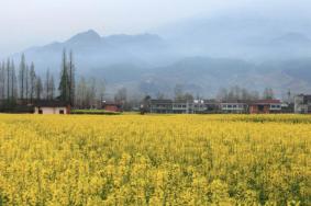 2021汉阴油菜花节什么时候 汉阴油菜花节详情