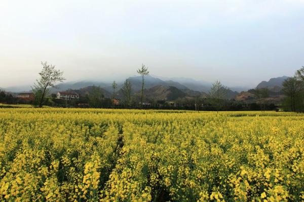 2021汉阴油菜花节什么时候 汉阴油菜花节详情