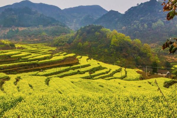 2021胥岭油菜花节什么时候开幕 胥岭油菜花节时间以及活动详情